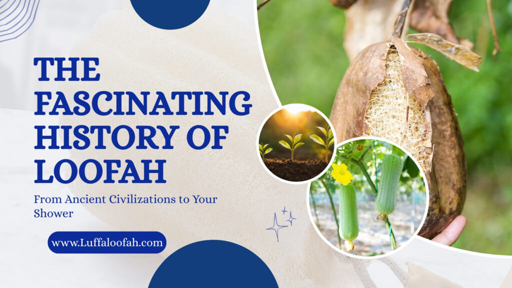 History of Loofah Ancient Origins to Modern Use 2026 Luffaloofah
